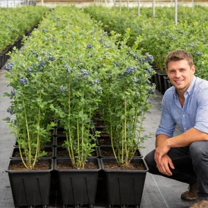 Grower holding a potted blueberry plant in 10 liter square pot at a commercial berry farm
