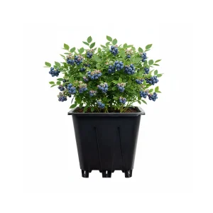 Blueberry bush planted in 10 liter square black pot, shown isolated on white background