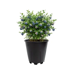 Mature blueberry bush with ripe berries growing in a 25L round blueberry pot on white background