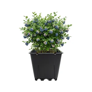 Mature blueberry bush with fruit growing in 25 liter square pot on white background