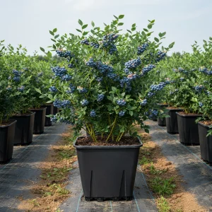 Rows of blueberry bushes in 25L square pots with drip lines in the field