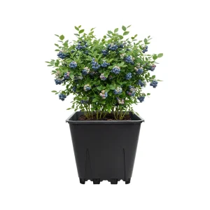 Mature blueberry bush growing in a 25L square blueberry pot on white background