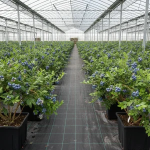 Greenhouse rows of blueberry bushes in 30L square pots with drip lines down the aisles