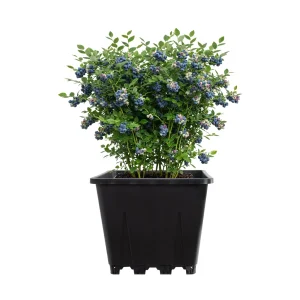Mature blueberry bush heavy with ripe fruit growing in a black 30L square pot on white
