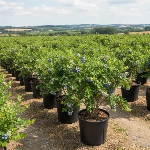Slope field planted with long rows of large 40L round blueberry pots on weed barrier