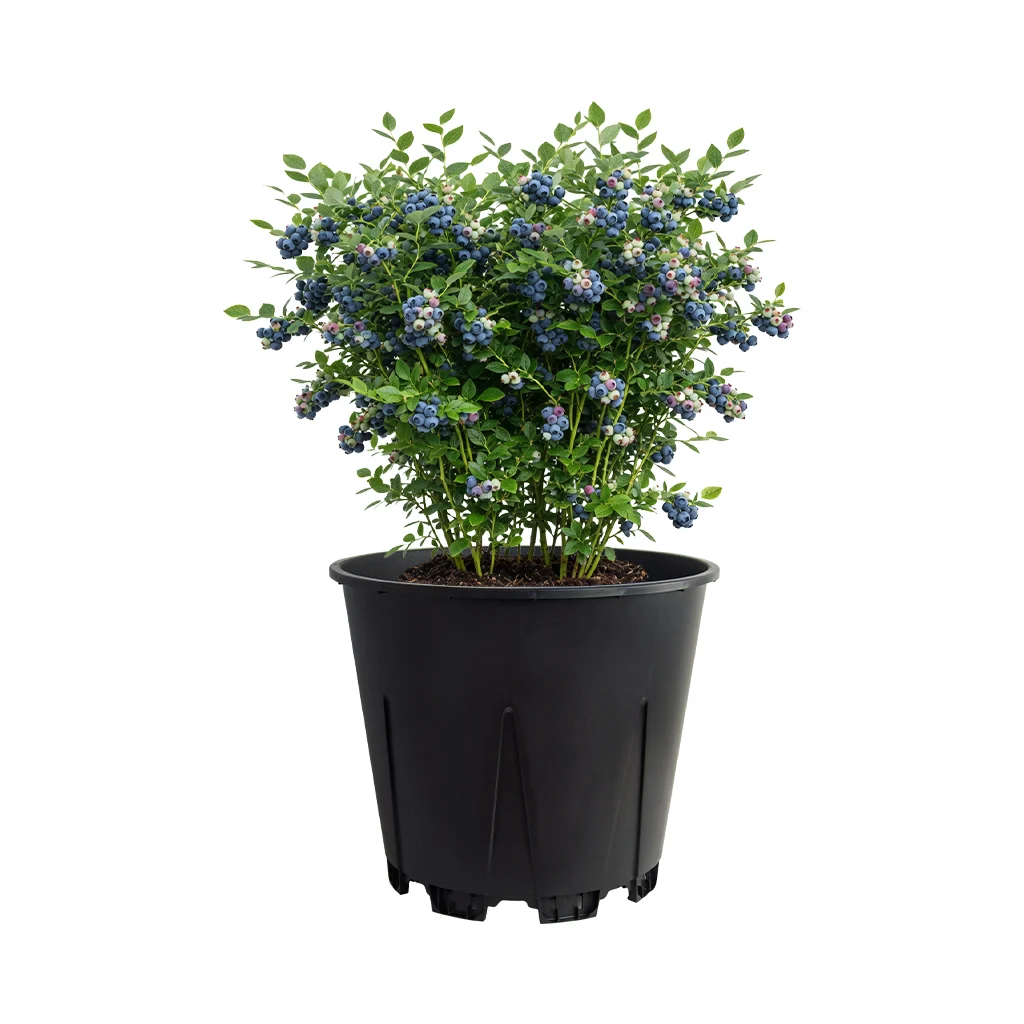 High-yield blueberry bush loaded with fruit in a large 40L 10.3 gallon round pot