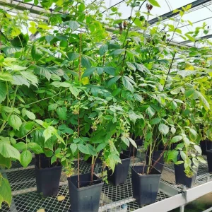 Young berry seedlings in square nursery pots growing on benches inside a greenhouse nursery