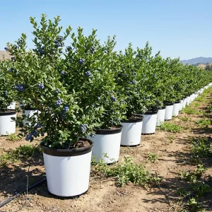 White Blueberry Pot – 25L Round for Hot Climates - Image 4