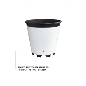 White pot surface reflects sunlight to adjust soil temperature and protect blueberry roots
