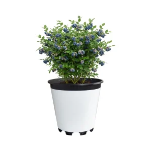 White Blueberry Pot – 25L Round for Hot Climates - Image 6